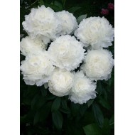 Пион Paeonia Gladis Hodson