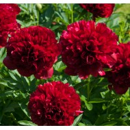 Пион Paeonia Red Grace