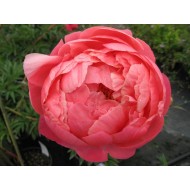 Пион Paeonia Coral Charm