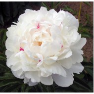 Пион Paeonia Festiva Maxima