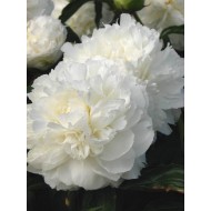 Пион Paeonia Shirley Temple
