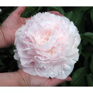 Пион Paeonia Myrtle Gentry