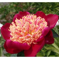 Пион Paeonia Sword Dance