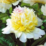 Пион Paeonia Top Brass
