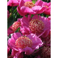 Пион Paeonia Neon