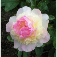 Пион Paeonia Raspberry Sundae