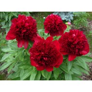 Пион Paeonia Red Charm