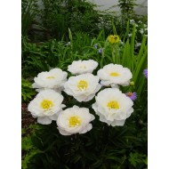 Пион Paeonia Miss America