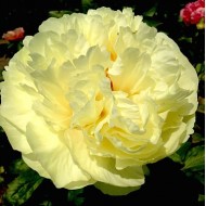 Пион Paeonia Lemon Chiffon