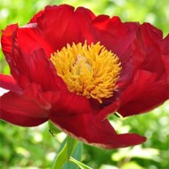 Пион Paeonia Orange Glory