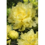 Пион Paeonia Gold Mine