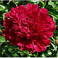 Пион Paeonia Maestro