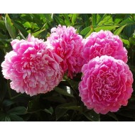 Пион Paeonia Princess Margaret