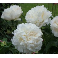 Пион Paeonia Kelway's Glorious