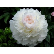 Пион Paeonia Mercedes