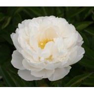 Пион Paonia Gardenia