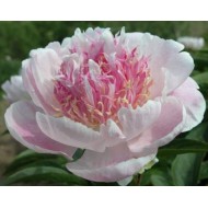 Пион Paeonia Do Tell
