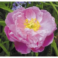 Пион Paeonia Suzette