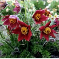 Сон-трава Pulsatilla Red Bells
