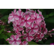 Флокс Phlox Машенька