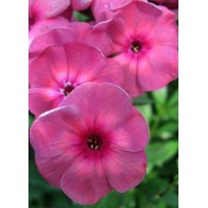 Флокс Phlox Дымчатый Коралл