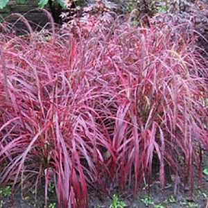 Мискантус Miscanthus Purple fall 