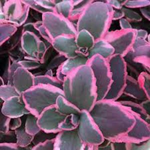 Седум Sedum Sunsparkler Dream Dazzler