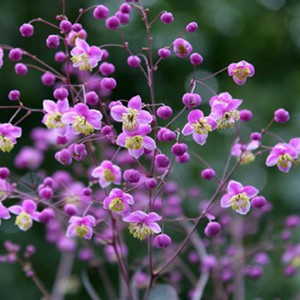 Thalictrum rochebrunianum