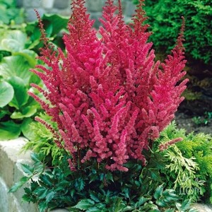 Астильба Astilbe Maggie Daley