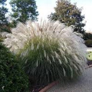 Мискантус Miscanthus Vaniila Sky