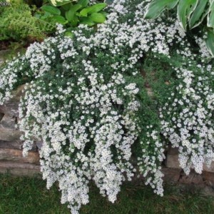 Астра Snowflurry