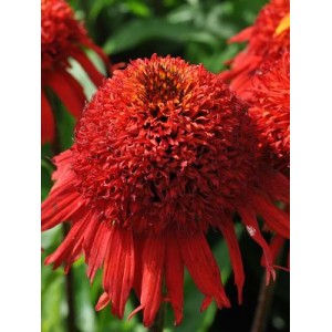 Эхинацея Echinacea Sweet Chili