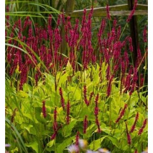 Персикария Persicaria Golden Arrow