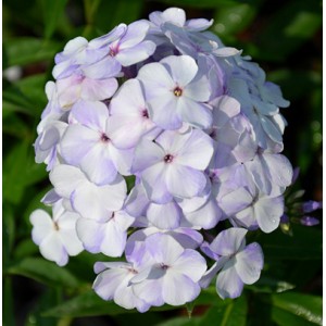 Флокс Phlox Flame Blue