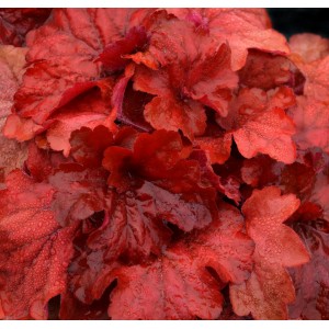 Гейхера Heuchera Fire Alarm