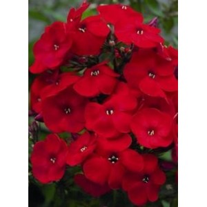 Флокс Phlox Flame Red