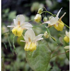 Епімедіум Epimedium Sphinx Twinkler