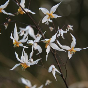 Епімедіум Epimedium Shaanxi Forms