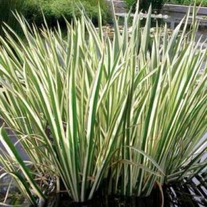 Аїр ряболистий
