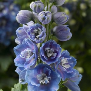 Дельфиниум Delphinium Delphina Light Blue White Bee