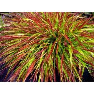 Хаконехлоа Hakonechloa Mulled Wine