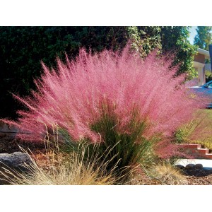 Мюленбергия Muhlenbergia capillaris