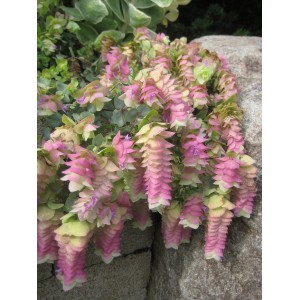 Ориганум Origanum Kent Beauty