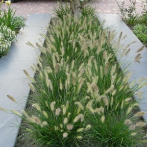 Пеннисетум Pennisetum Little Honey Пеннисетум Pennisetum Little Honey