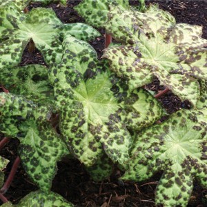Подофиллум Podophyllum Spotty Dotty