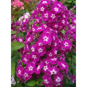 Флокс Phlox Wenn Schon Denn Schon Флокс Phlox Wenn Schon Denn Schon