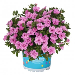 Калібрахоа Aloha Double Soft Pink 