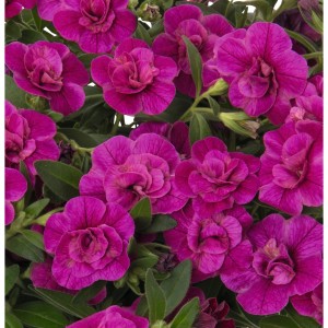 Калібрахоа Aloha Double Purple 