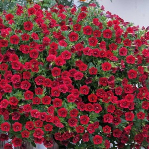 Калібрахоа Aloha Double Red 