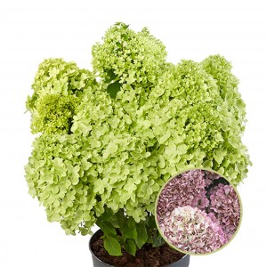 Гортензія Hydrangea paniculata Pandora 